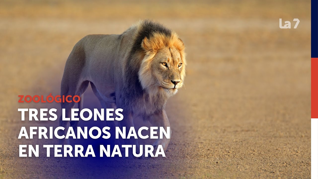 Terra Natura Murcia celebra el nacimiento de tres leones africanos | La 7