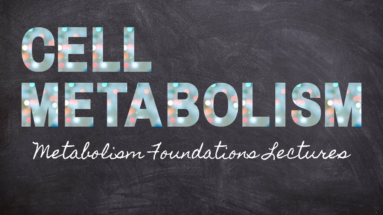 Metabolism All Together | Part 13 Metabolism Foundation | Nourishable Macronutrients Lecture 29