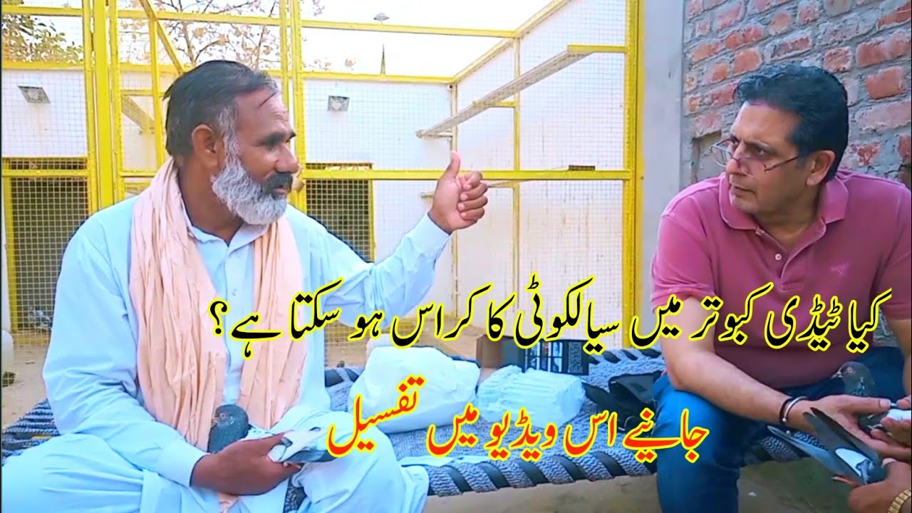 Teddy Kaboter Me Sialkoti Ka Cross Kesa Hai? Janiye Mukamal Tafseel