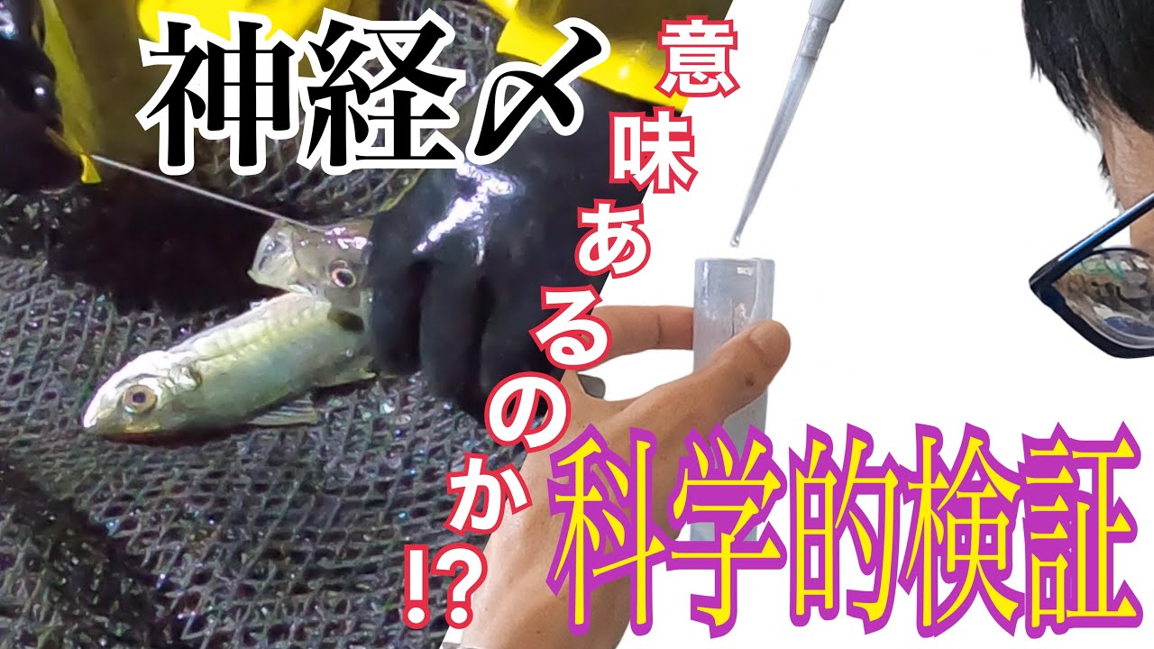 【驚きの結果】定置網漁師の神経〆血抜きに意味はあるか!?【科学的検証by福井県水産試験場】