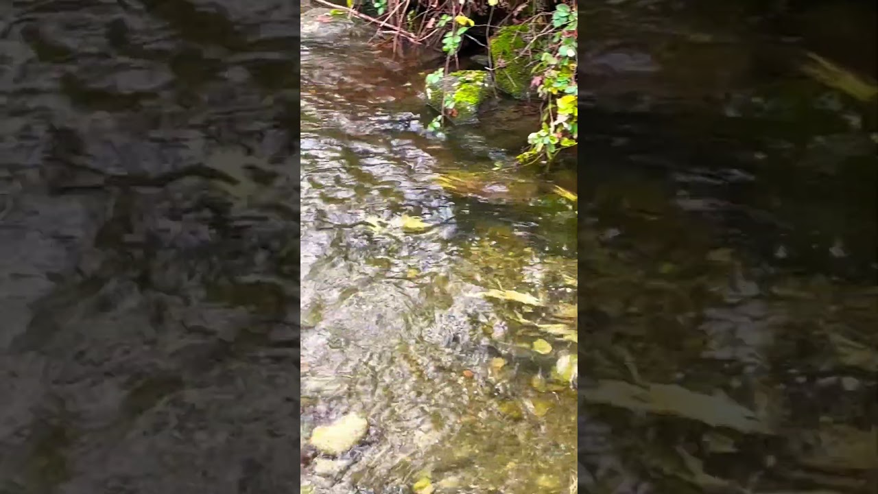 #Salmon