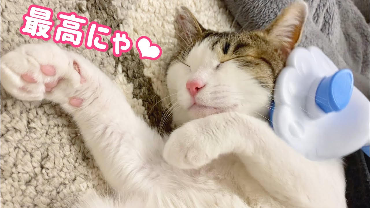 【換毛期】大好きなブラッシングをされて､ご満悦な保護猫達