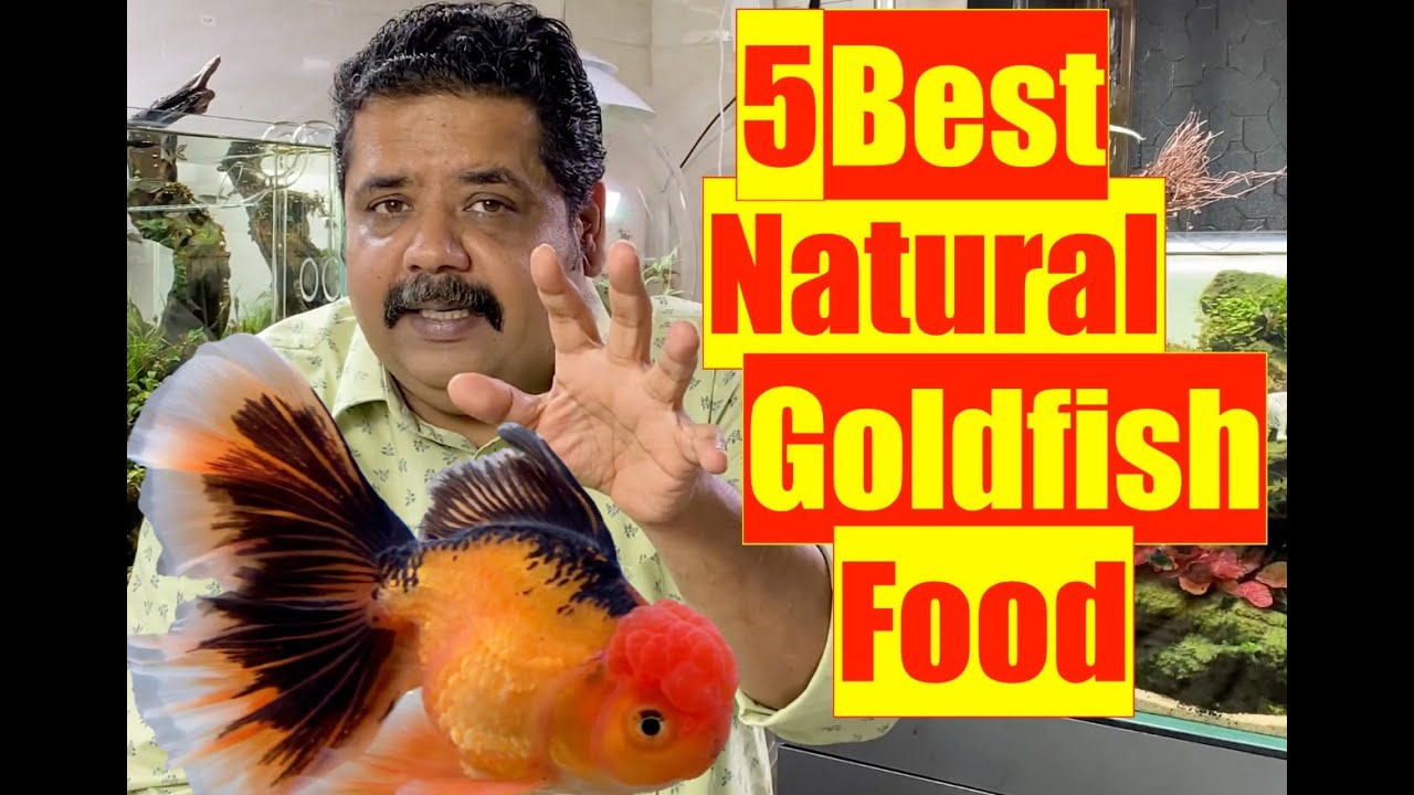 5 best Goldfish foods | Goldfish Aquarium | Mayur Dev Aquascaper | Natural Aquarium Fish Food