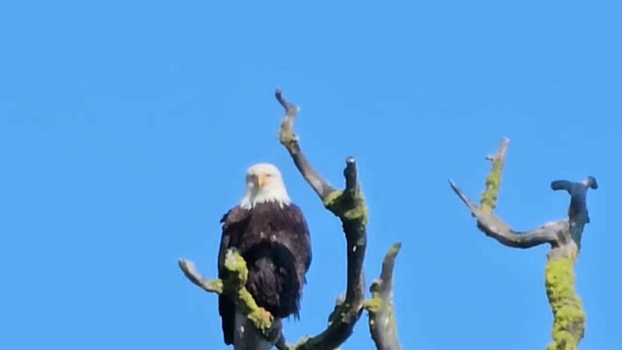 Eagle tree
