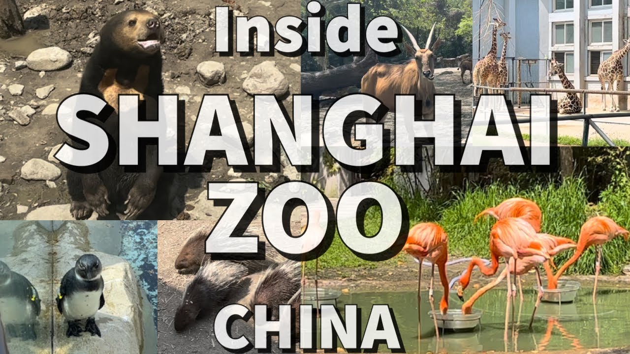 Shanghai zoo Shanghai China 🇨🇳 #zoo #vlog #youtube #explore #shanghai