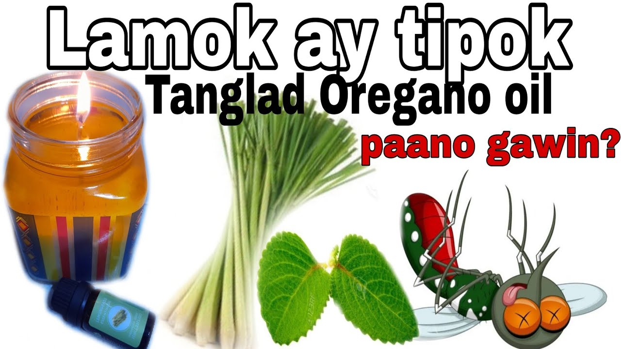 Diy Oregano lemongrass oil lamp for mosquito repellant