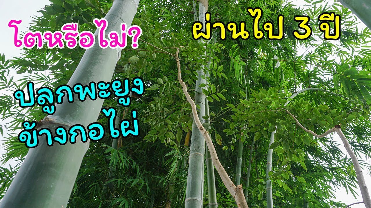 ปลูกไม้พะยูงไทยไว้ข้างกอไผ่ ผ่านไปประมาณ 3 ปี ผลเป็นอย่างไร พาไปชมครับ