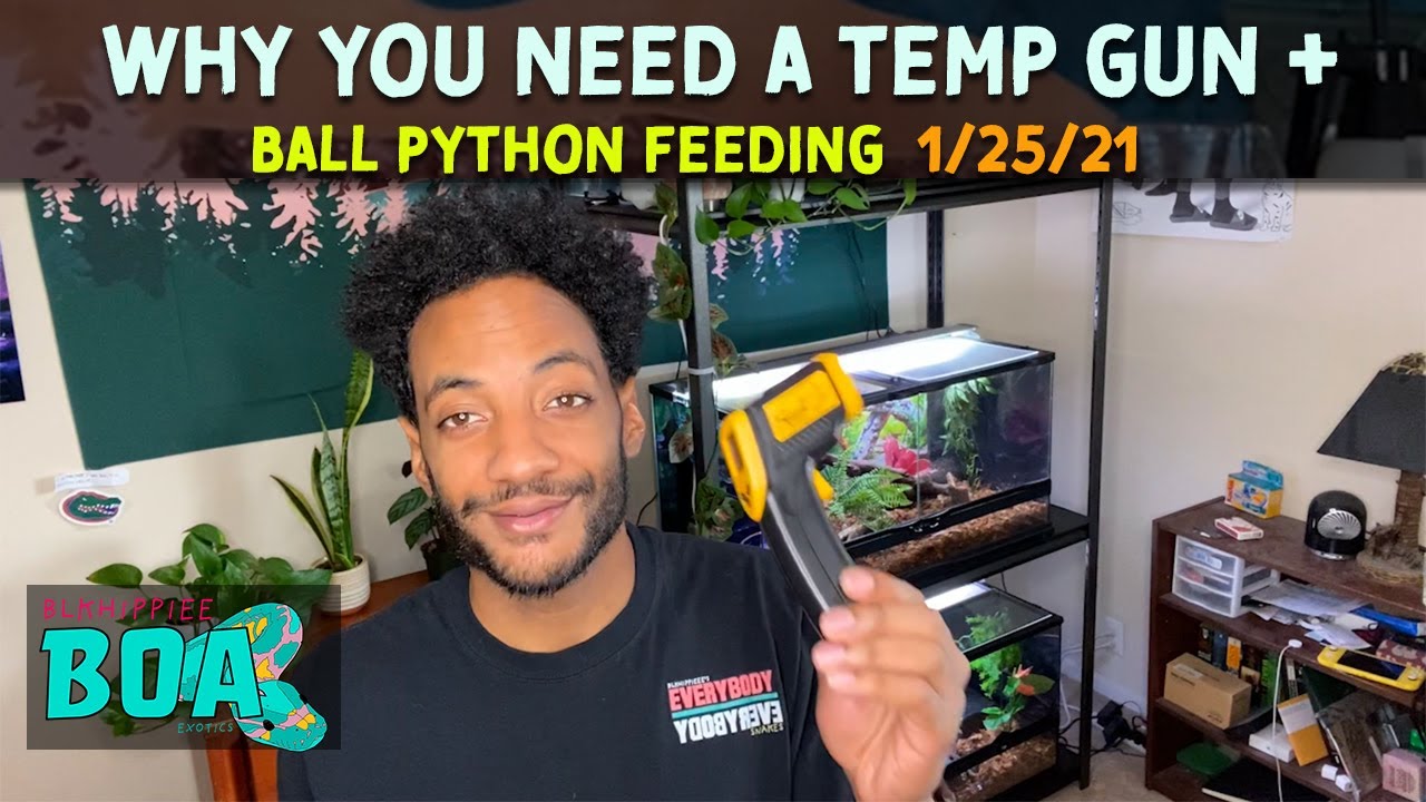 Why You Need A Temp Gun + Ball Python Feeding