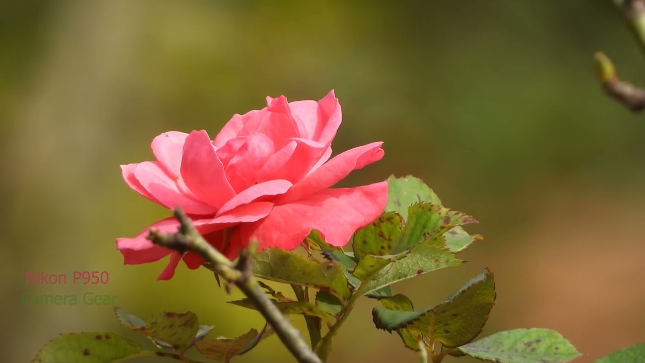 Nikon P950 Bokeh Video Test at 2000mm 4k  83.3&times; zoom