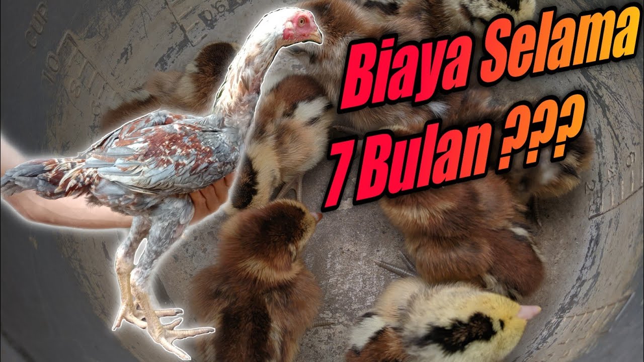 Biaya Pembesaran 1 Ekor Ayam Sampai Usia 7 Bulan