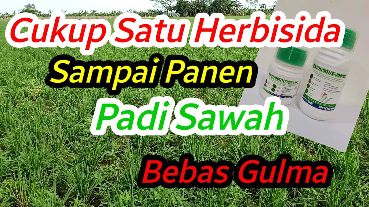 Basmi Gulma Padi Sawah. Episode 6 || Daun Sempit dan Lebar