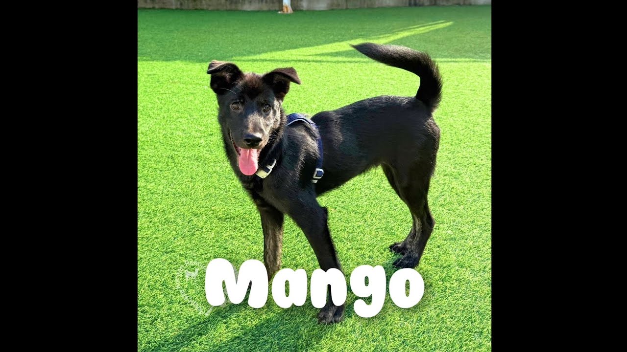 Meet Mango❤️ / #adoptmekoreanrescue #rescuedog 