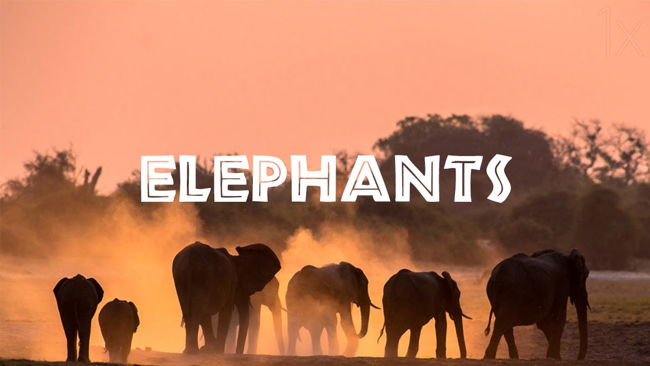 The Endangered: Elephants