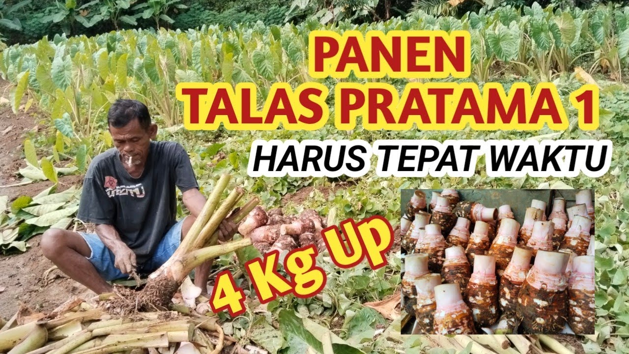 PANEN TALAS PRATAMA SATU, BOBOT MAKSIMAL ASAL TAHU CARA PERWATANNYA