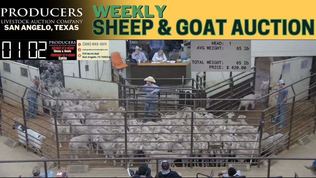 Texas Small Stock Action: Producers Livestock Auction Company Sheep & Goat Sale | March 10, 2026