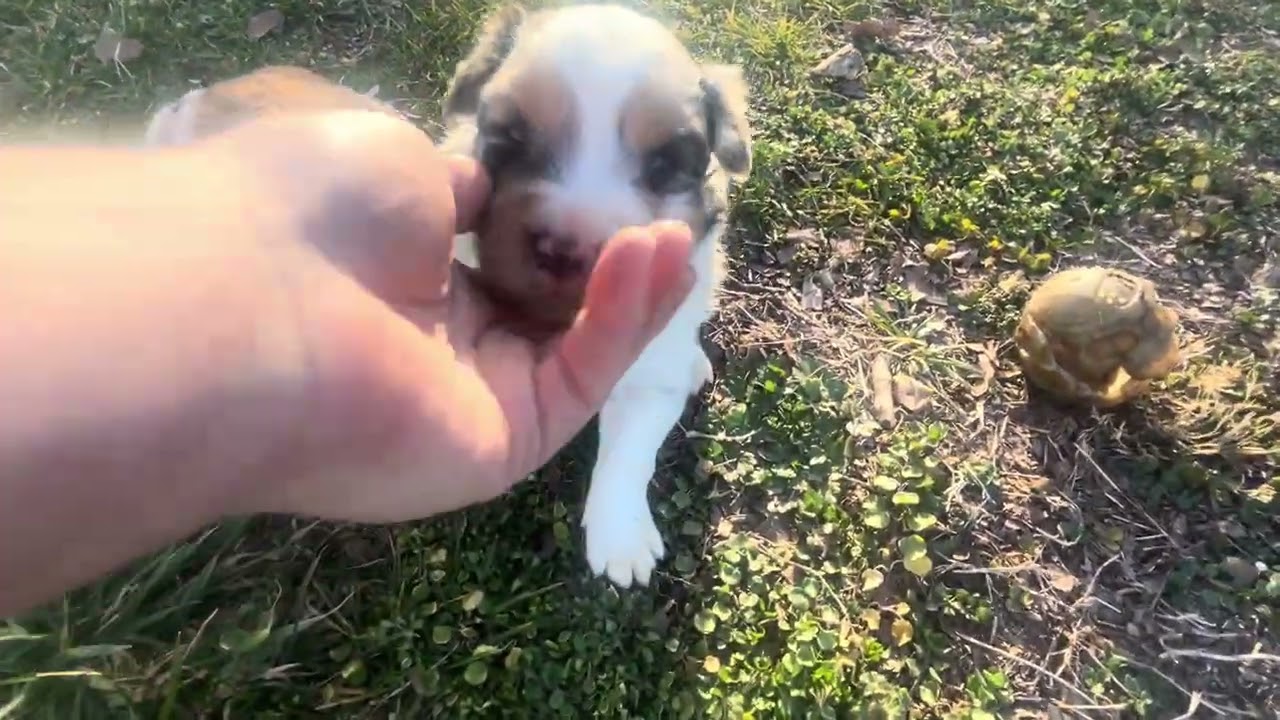 “Ryker” Hattie’s blue Merle male 