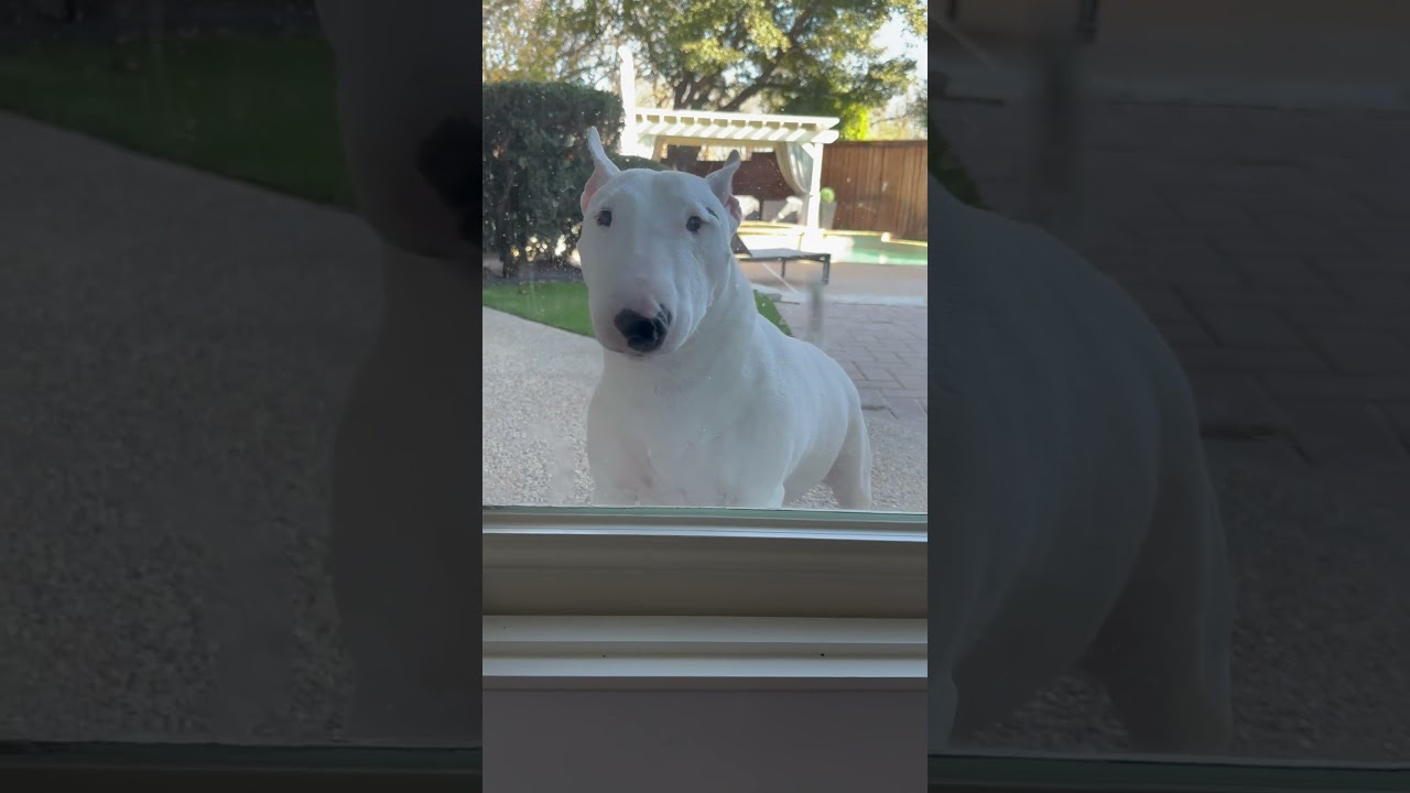 Bull terrier is angry! #miniaturebullterrier #minibull #minibullterrier #bullterrier
