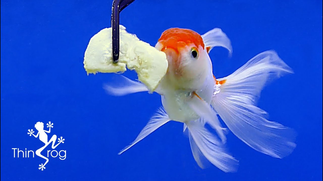 BANANA SLICE PARTY (Feeding My Goldfish & Shrimp with Banana Slice)
