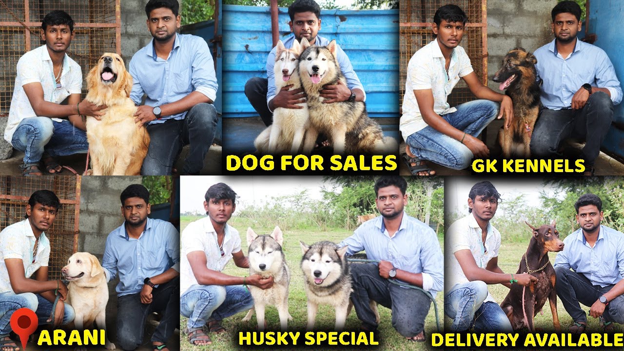 DOG FOR SALES / GK KENNELS / PUPPY SALES / dog kennel in Tamilnadu/HUSKY/ ROTTWEILER /Arani/SE VLOGS