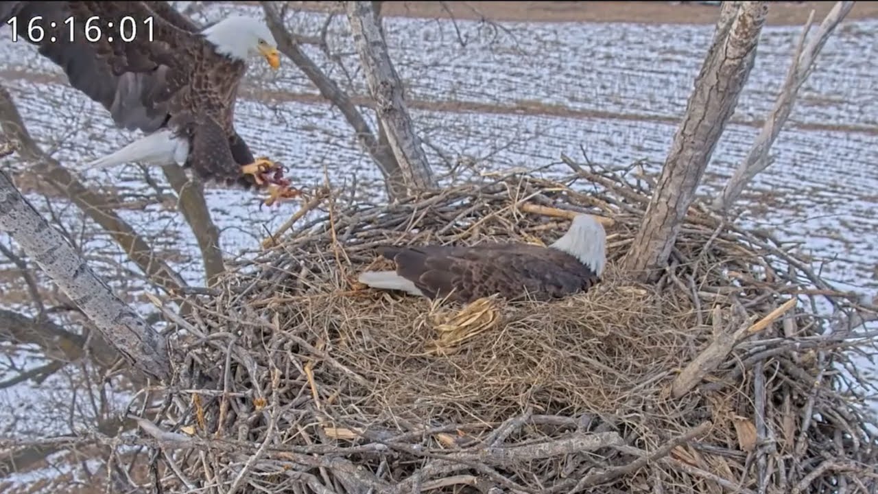 Kansas Eagles 2-2-26.  Harvey Incubates Both Eggs for the 1st Time; Owl in the Nest Tree; Food Gift!