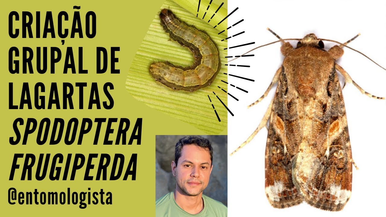 CRIAÇÃO DA LAGARTA DO CARTUCHO DO MILHO: INDIVIDUALIZO OU CRIO VÁRIAS JUNTAS NUM MESMO CONTAINER?
