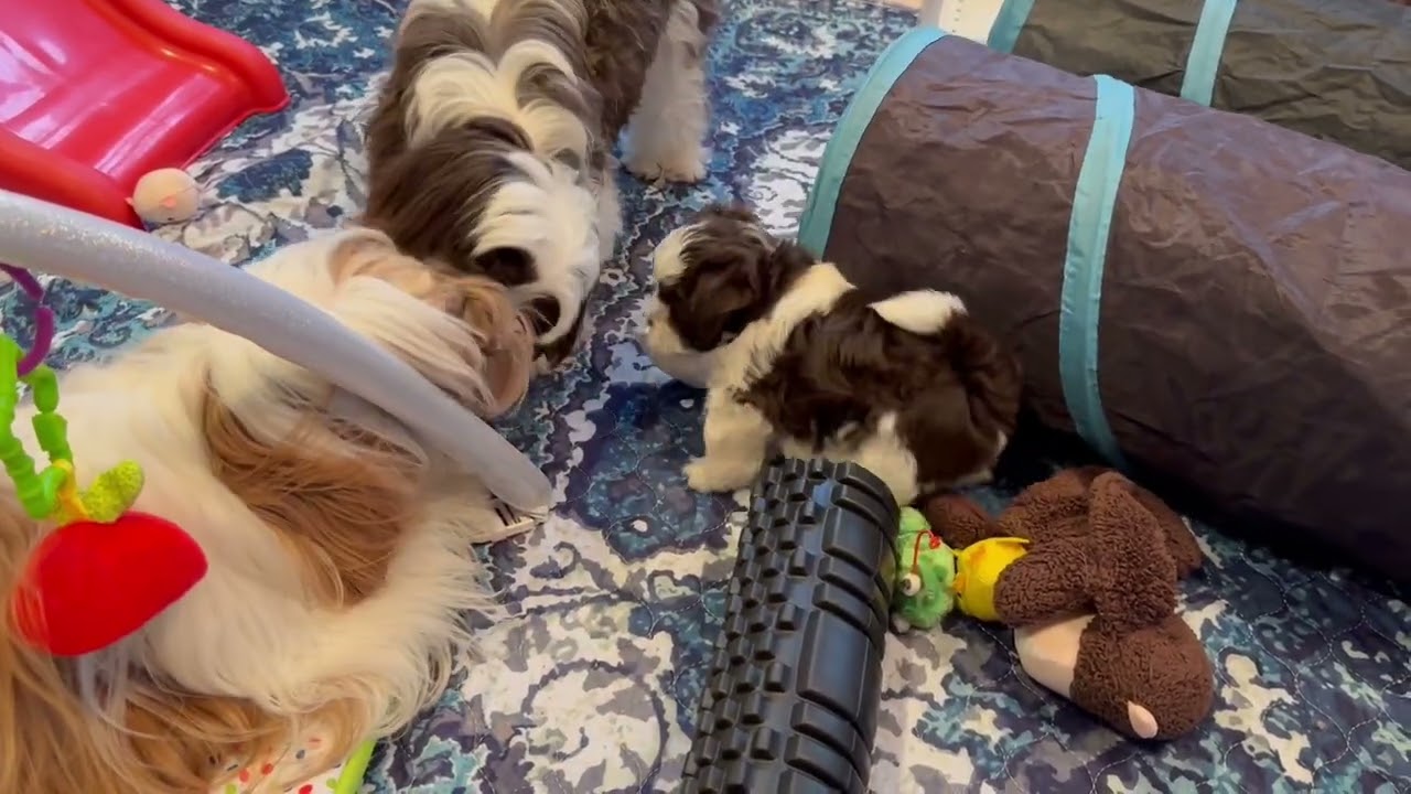 More Puppy Play, This Time With A Tunnel Added!