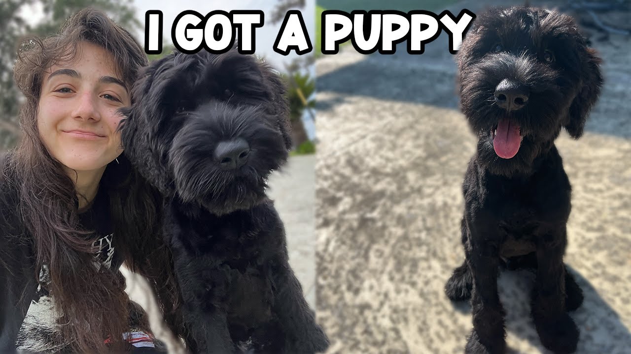 I GoT A 35LB GIANT SCHNAUZER PUPPY (puppy vlog)