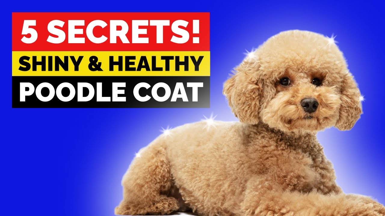 5 Tips for a Stunning Poodle Coat