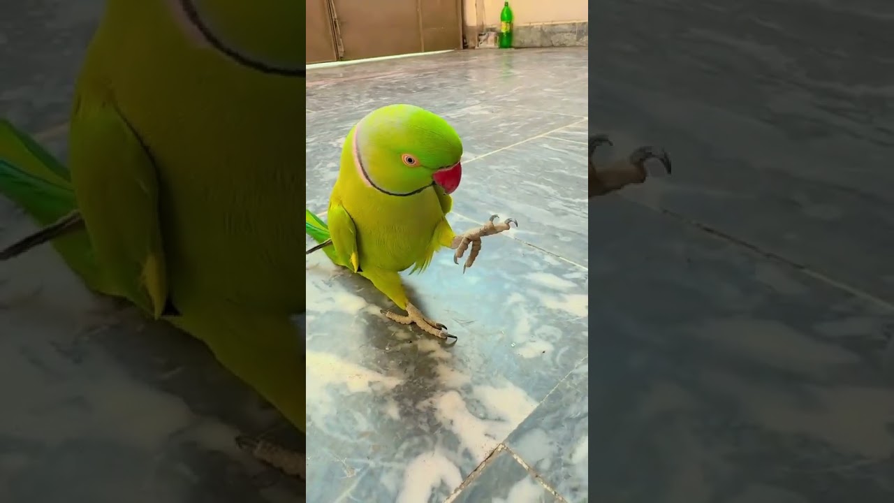 #shortvideo #parrot #petstv #animaldog #birds #birddogtv #dogbreeds #funny #dogtv