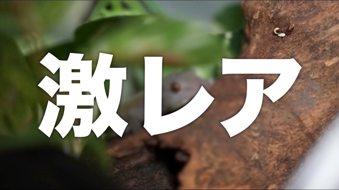 大量の餌用ヤモリの中に激レア個体がいたので連れて帰ってきた