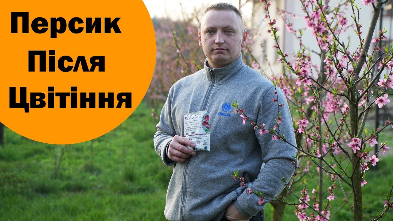 Завершення цвітіння персика та кучерявість. Обробки міддю та системними препаратами