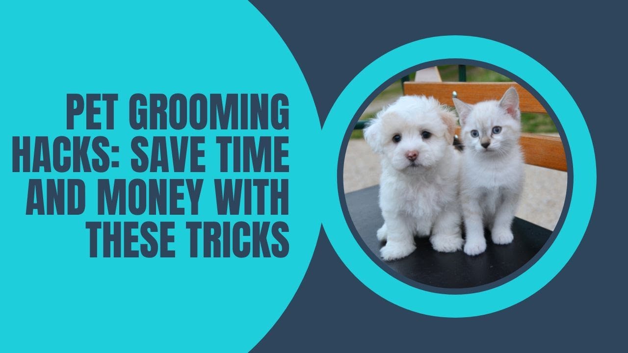 Pet Grooming Hacks: Save Time and Money with These Tricks