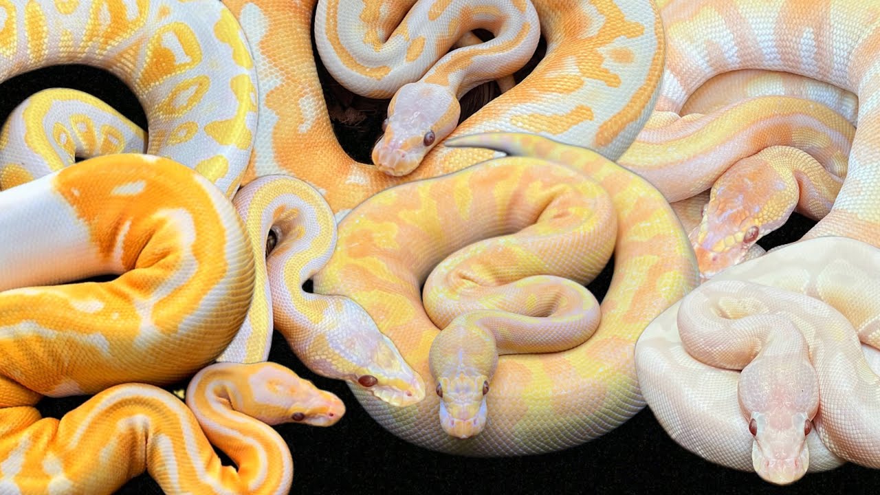 OUR RAREST LAVENDER ALBINO BALL PYTHONS! IS LAVENDER ALBINO THE BEST AGING GENE IN BALL PYTHONS?