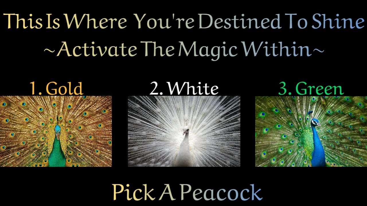 🦚Pick A Peacock🦚Where You Are Destined To Shine!