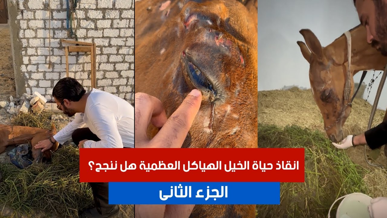 الجزء الثانى .. انقاذ حياة الخيل الهياكل العظمية هل ننجح؟ | #٦٠شو_مع_الدكتور_حاتم_ستين