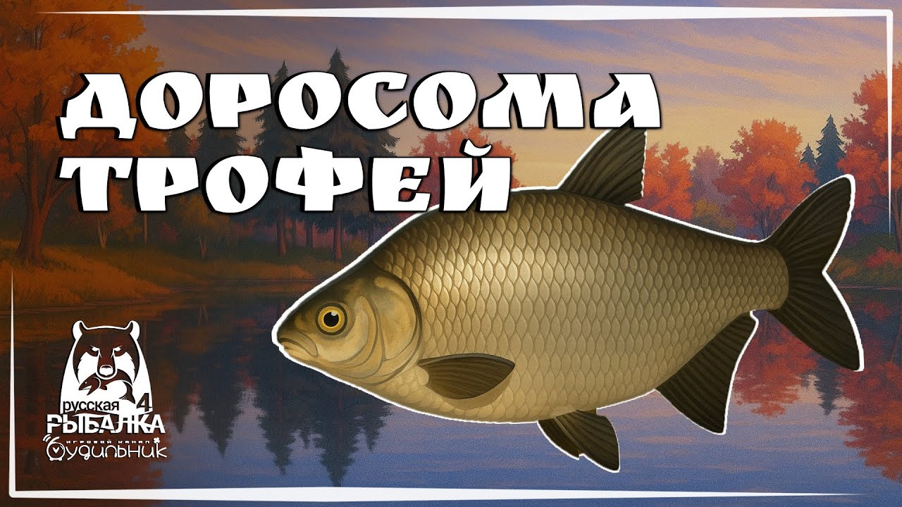 ТРОФЕЙ ДОРОСОМА 🐟 Russian Fishing 4 ● Прохождение #3