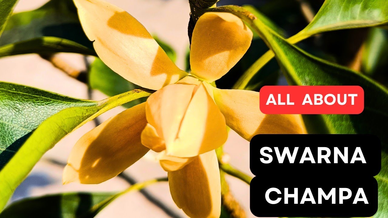 How To Grow Swarna champa | Swarna Champa Fertilizer | Swarna Champa Care | #swarnachampa #magnolia