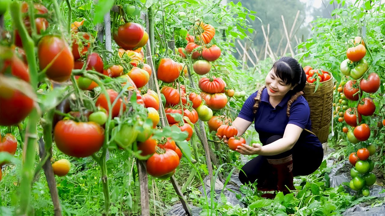 Harvest Tomato, goes to the market to sell - Harvesting and Cooking |Tieu Vy Real Life