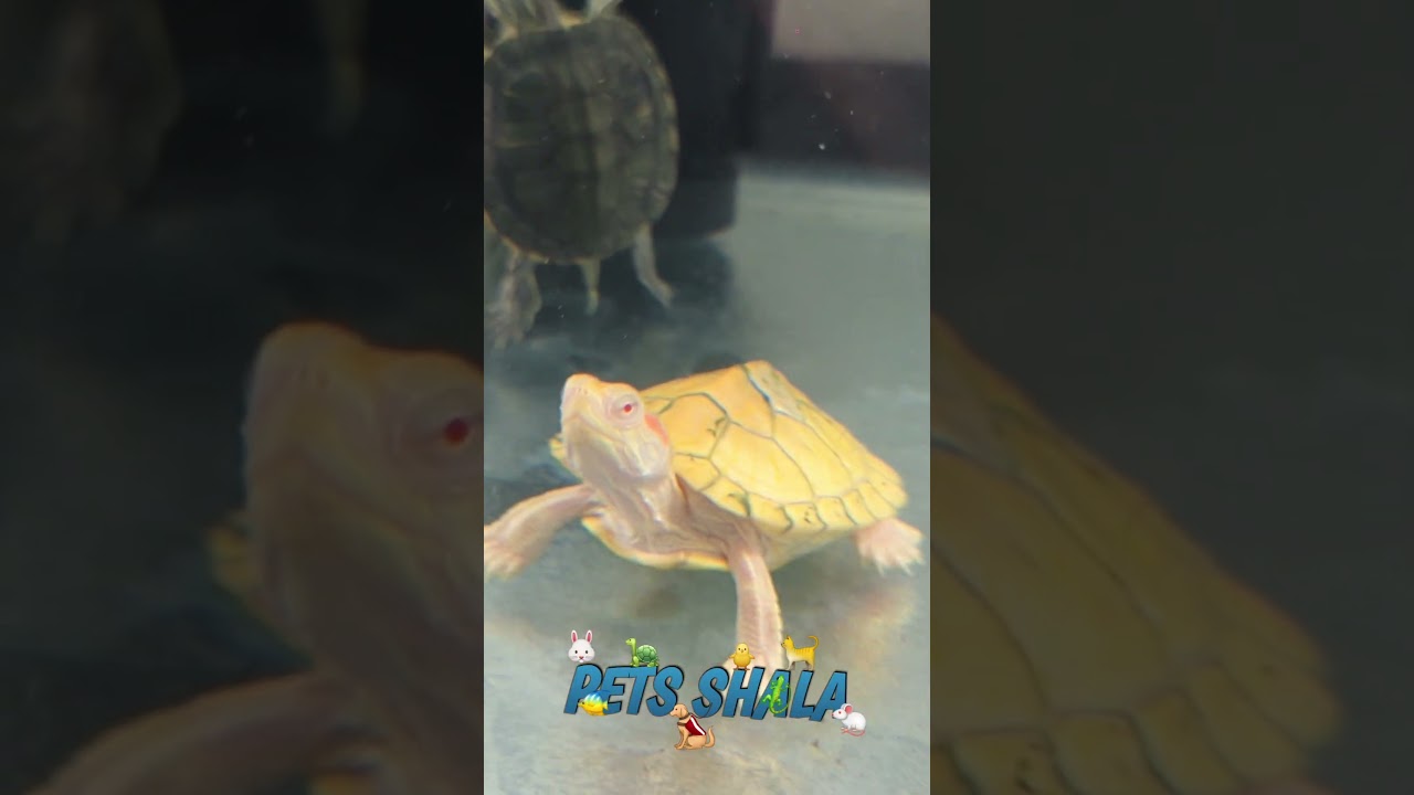 Turtle ko MBD quu hota hai 🐢 