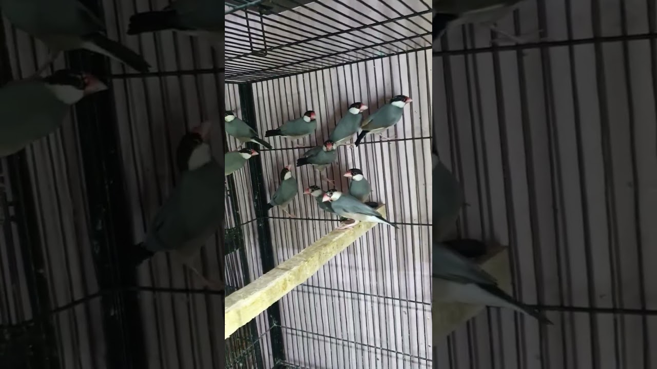Gray java finch pairs #shorts #birds #ytshorts