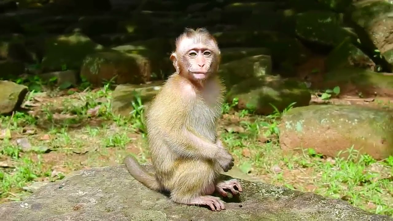 A Look at a Monkey Experiencing a Brief Discomfort