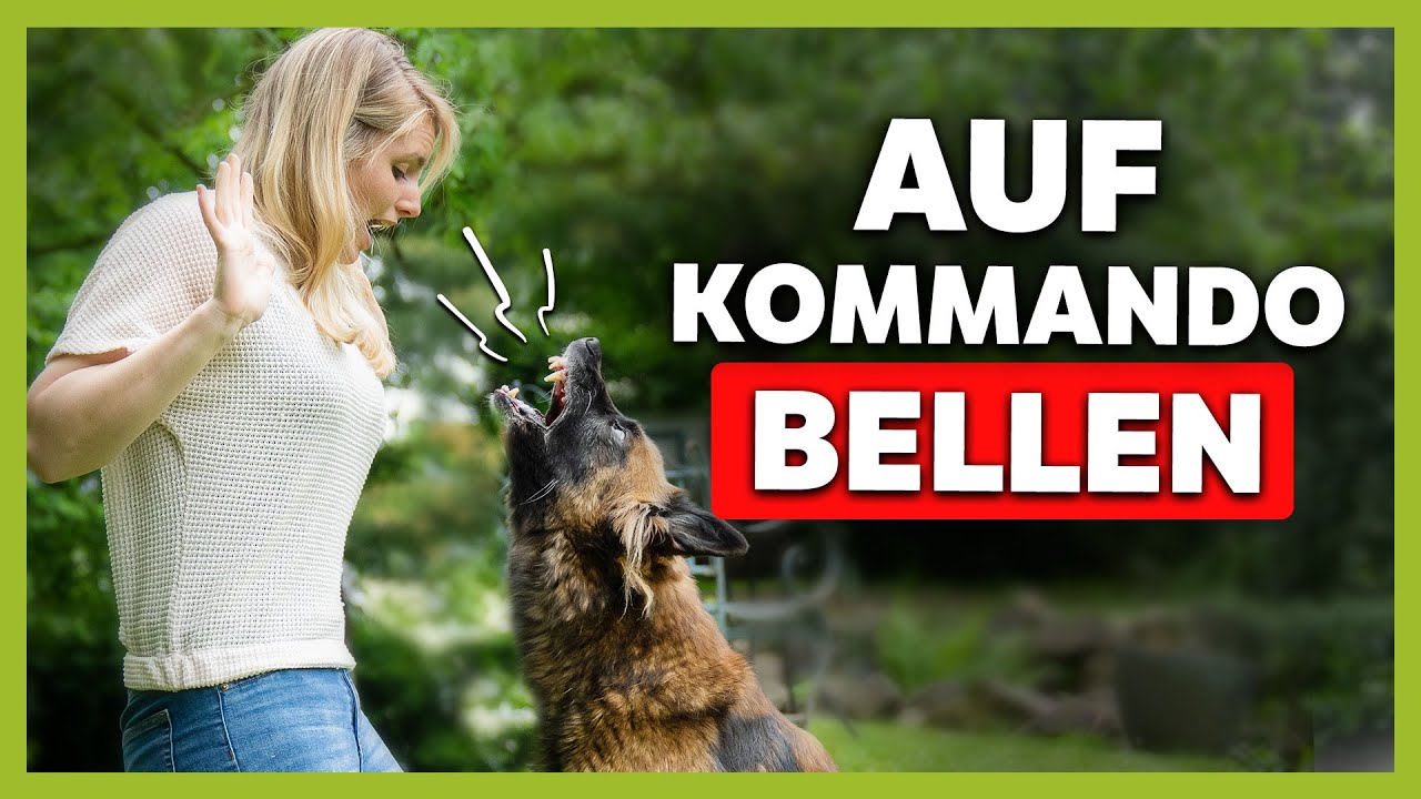 Mit dieser &Uuml;BUNG lernt dein Hund das VERBELLEN