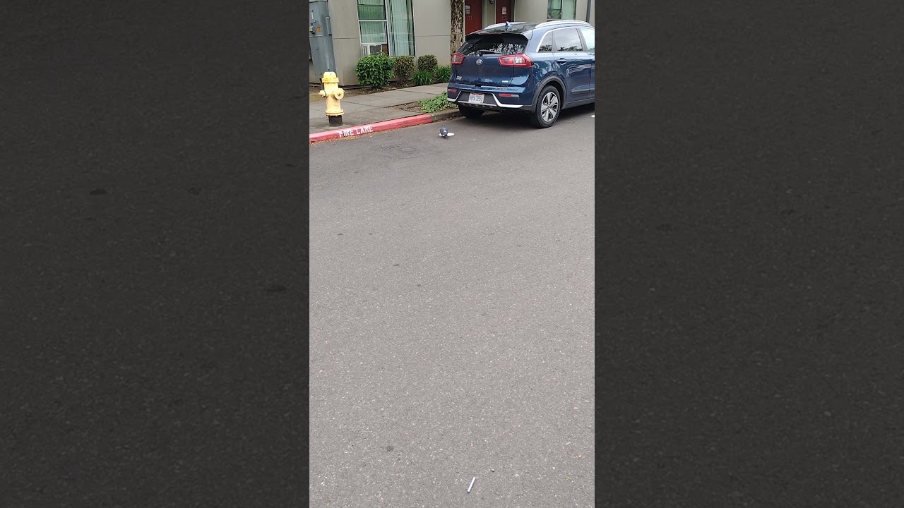pigeon pigeon