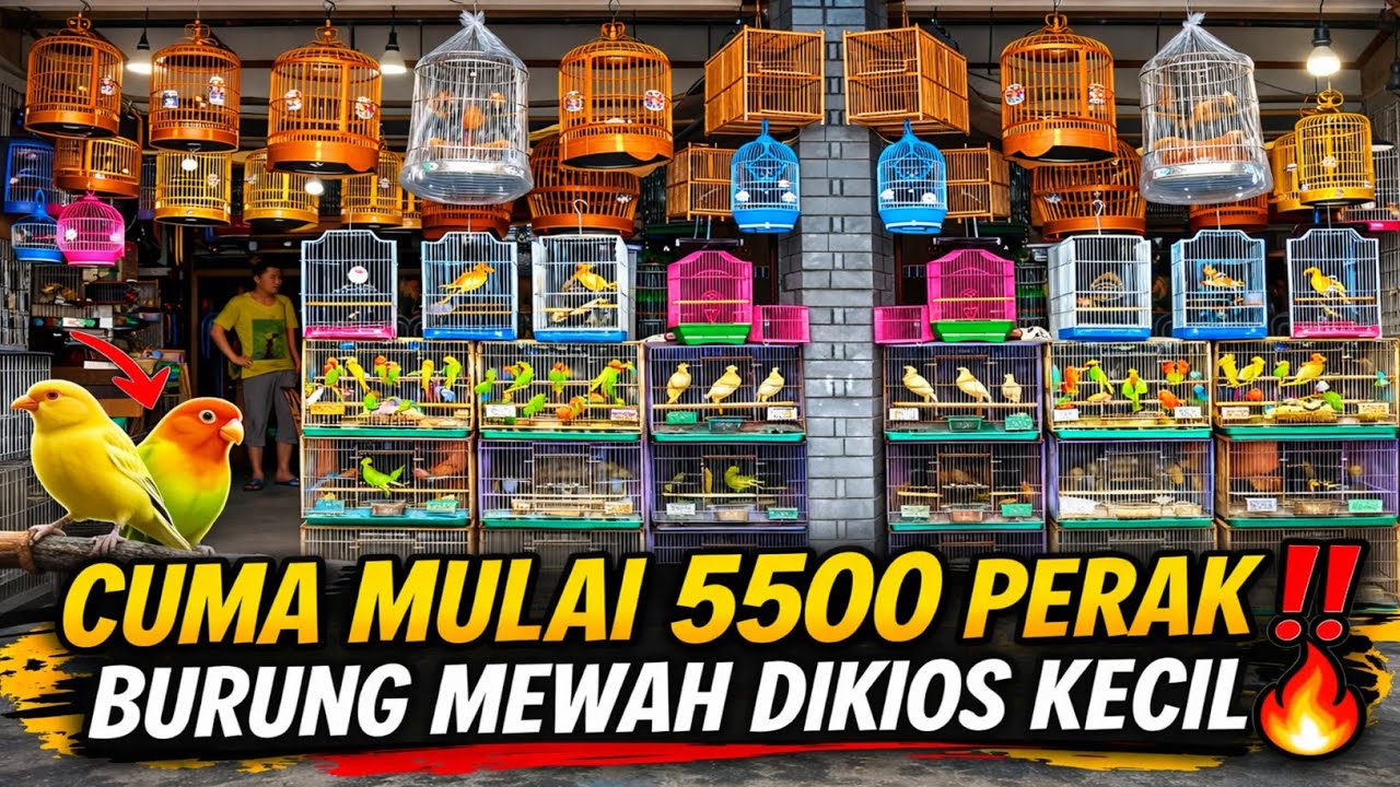 BENER² GELO‼️ BARU TURUN BURUNG GACORAN MEWAH, HARGA MULAI 5500 PERAK DI KIOS KECIL INI🔥