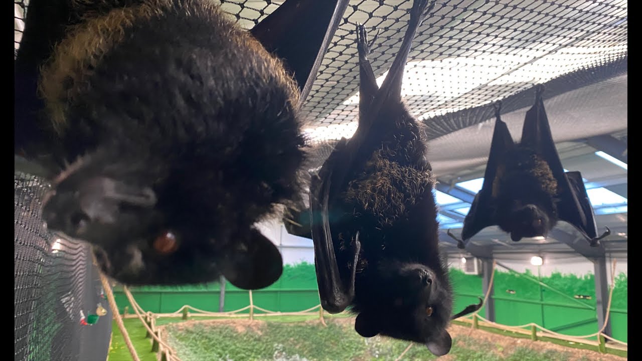 Meet the Mega Fruit Bats & their Keepers - LIVE Q&A