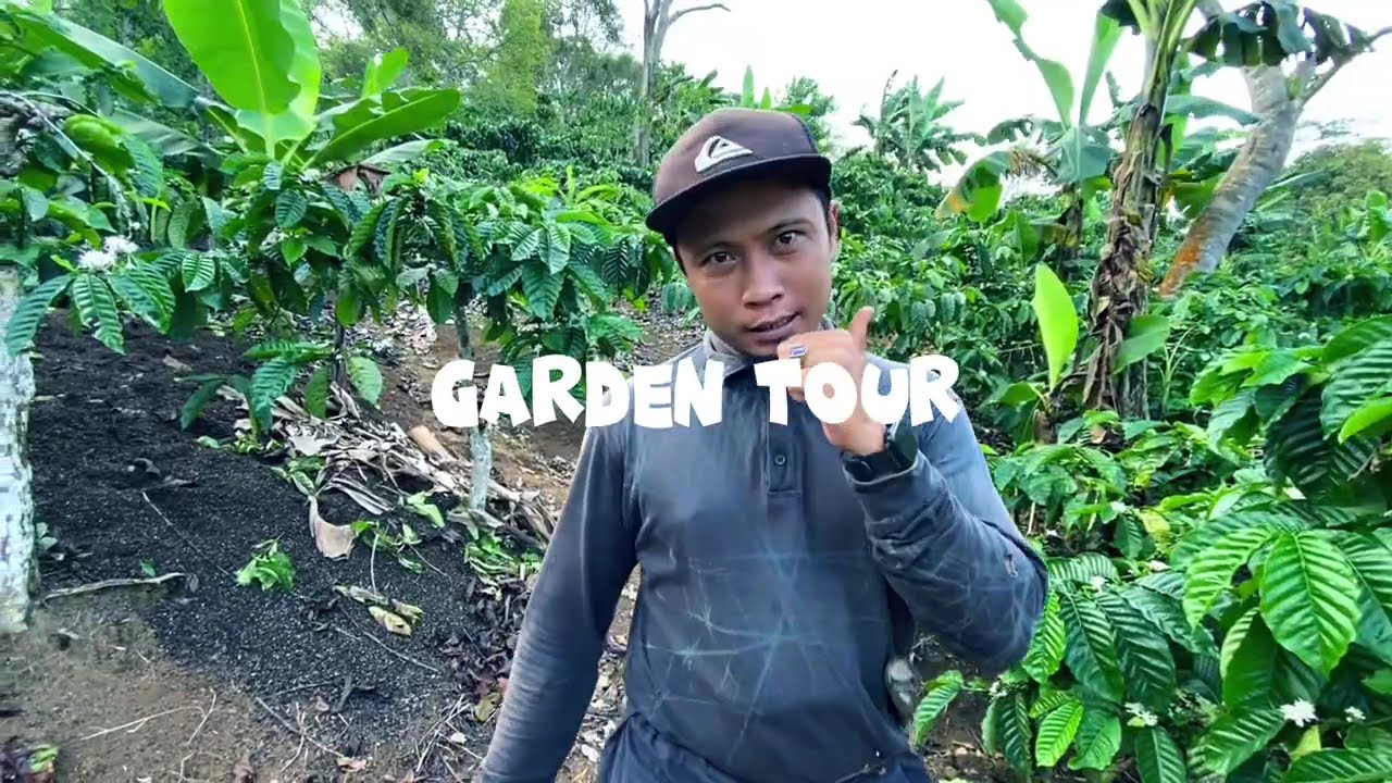 Kebun kopi yang berada di blender jawabarat yang belum banyak orang tahu
