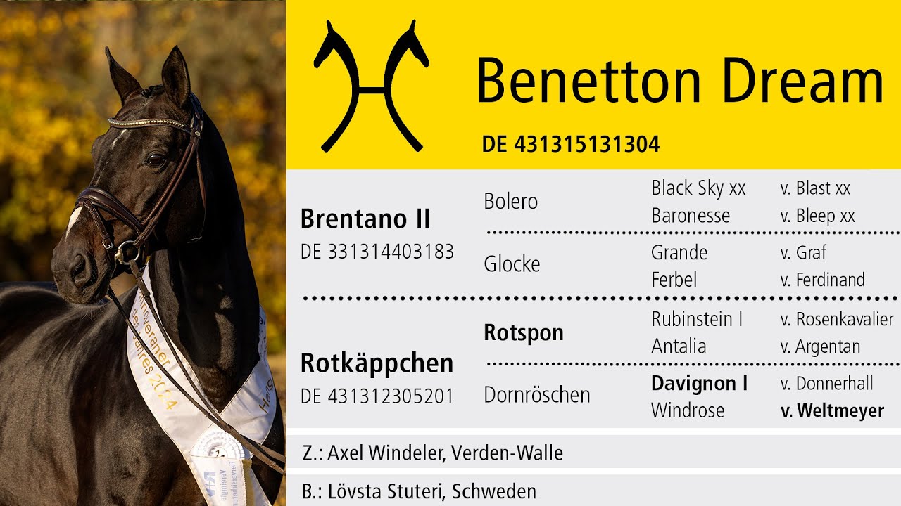 Hannoveraner TV: Hengst des Jahres 2025 -  Benetton Dream