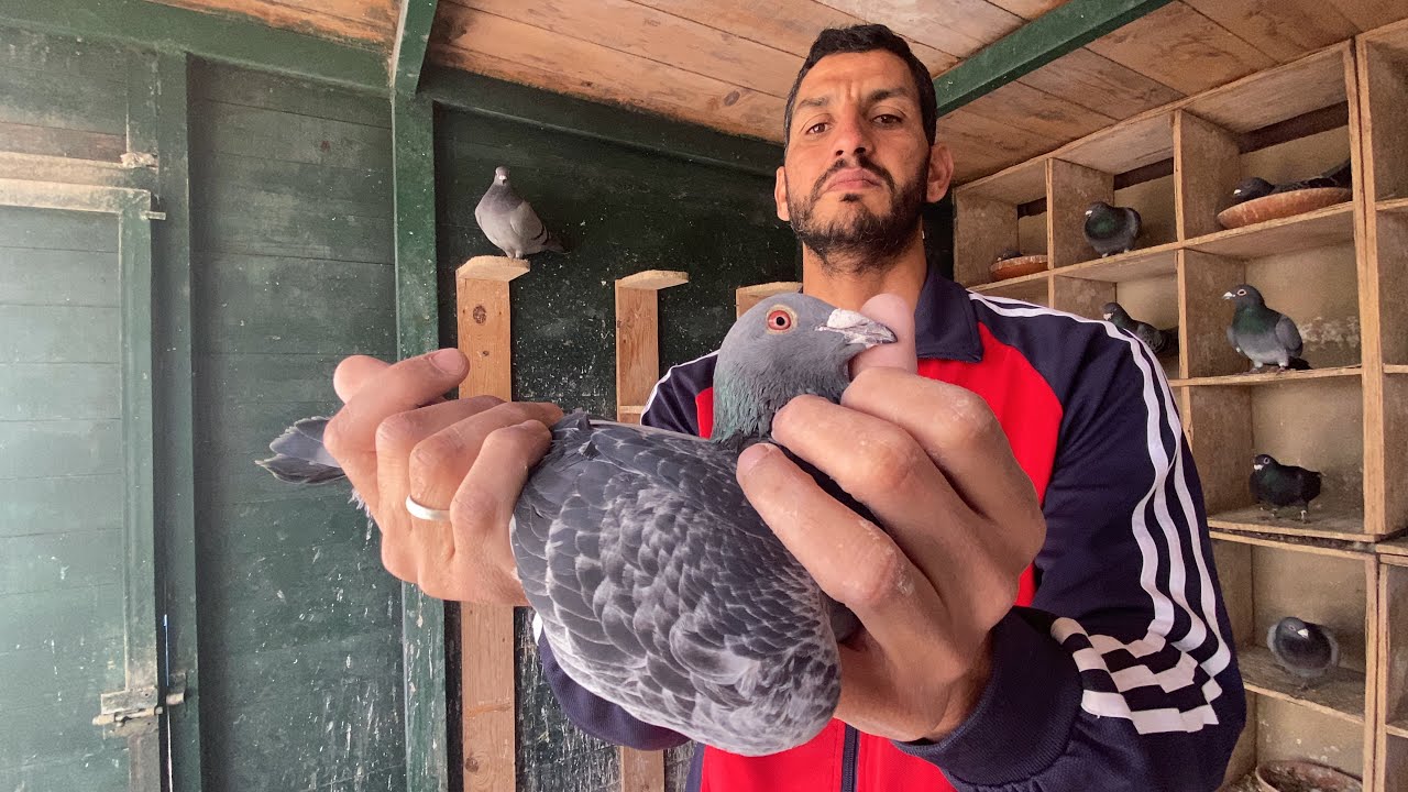 الحلقة 13 : سلسلة التعريف بالسلالات 🥇🏆 مع الأبطال الكبار 👈🏻 إخوان مقصود 🧨💥