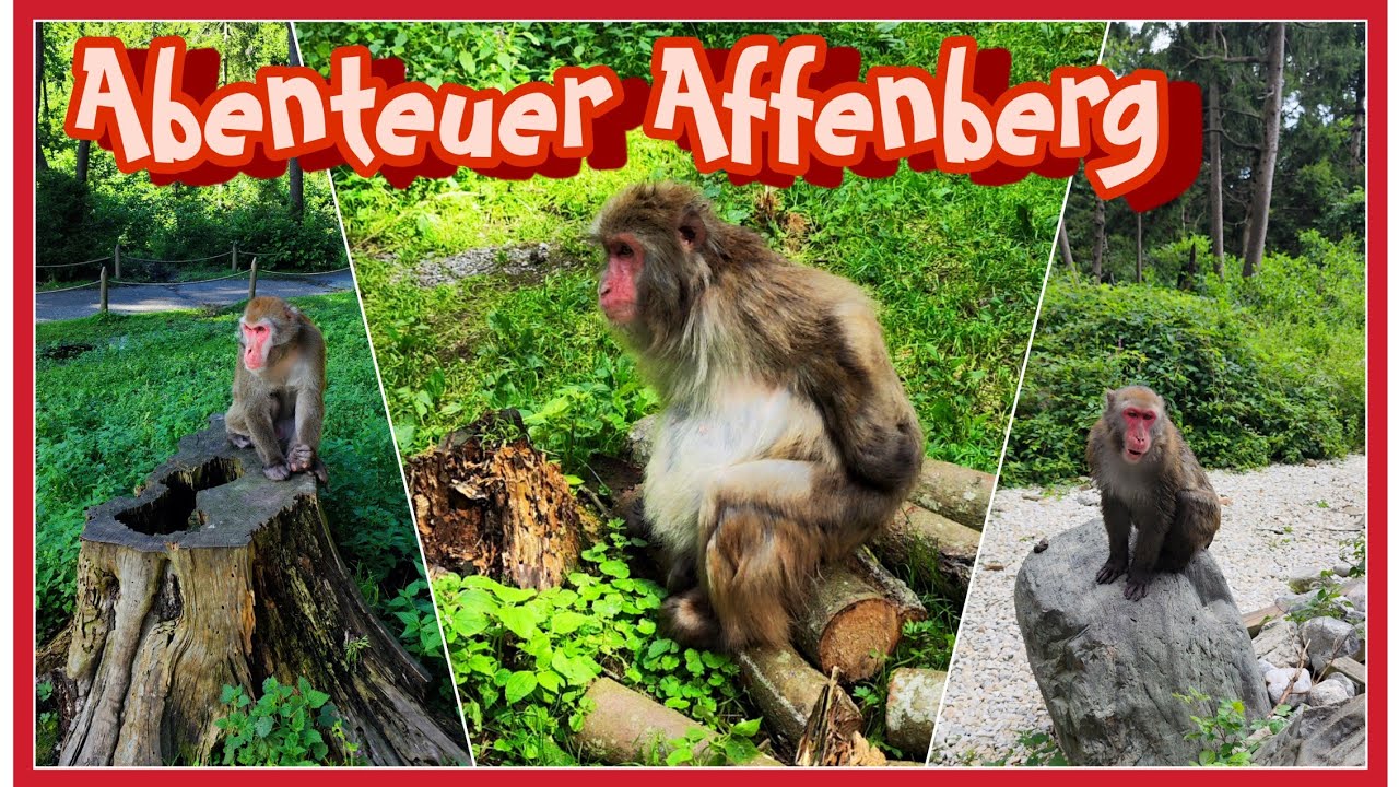Abenteuer Affenberg - Villach / Il paradiso dei Macachi Giapponesi  4k tour #animals #monkey #travel