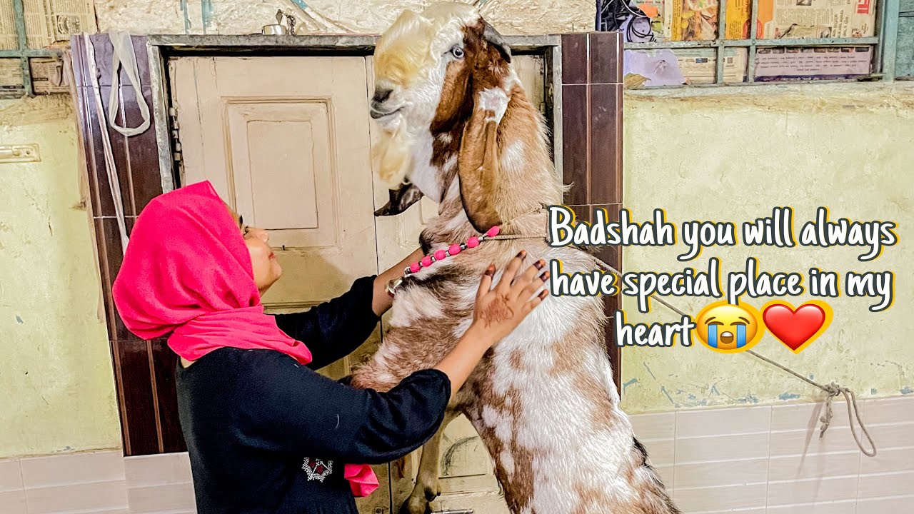 MOHABBAT INSAN SE HO YA JANWAR JUDAYI K WAKT RULA HI DETI HAI🥹🫶🏻| Qurbani hogayi| bakra eid vlog ❤️